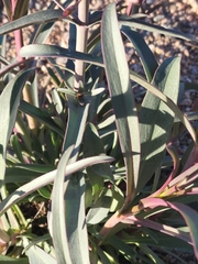 Penstemon parryi
