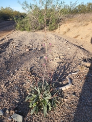 Penstemon parryi