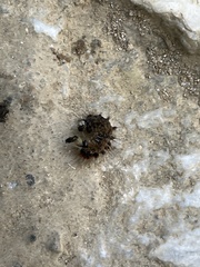 Aspidimorpha miliaris