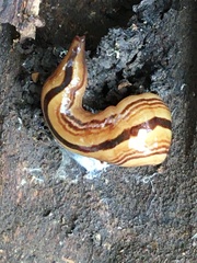 Australopacifica regina