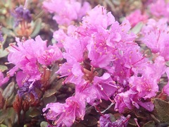 Rhododendron lapponicum
