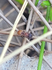 Meranoplus