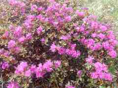 Rhododendron lapponicum