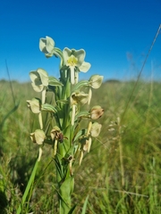 Habenaria epipactidea