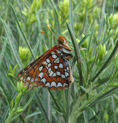 Euphydryas