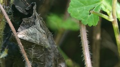 Hypena laceratalis