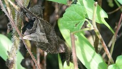 Hypena laceratalis
