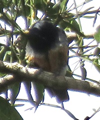 Chelidoptera tenebrosa