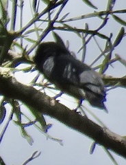 Chelidoptera tenebrosa