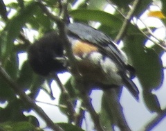 Chelidoptera tenebrosa