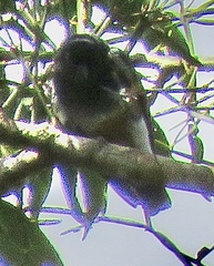 Chelidoptera tenebrosa