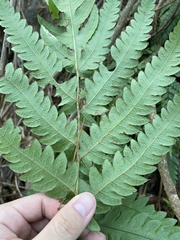 Woodwardia japonica