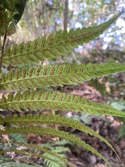 Woodwardia japonica