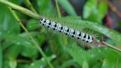 Xanthodes transversa