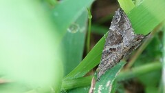 Hypena laceratalis