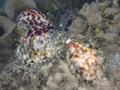 Cypraea tigris