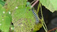 Xanthodes transversa