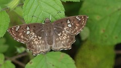 Caprona ransonnettii