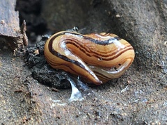 Australopacifica regina