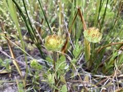 Trifolium cyathiferum