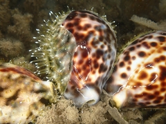Cypraea tigris