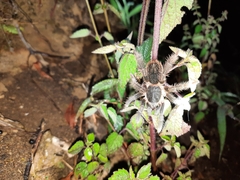 Megaphobema mesomelas