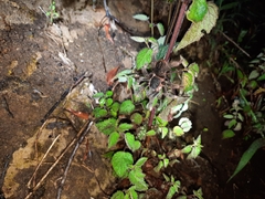 Megaphobema mesomelas