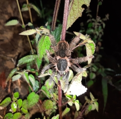 Megaphobema mesomelas