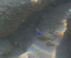 Chrysiptera brownriggii