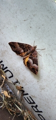Chrysolarentia lucidulata