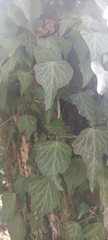 Hedera nepalensis