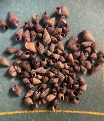 Bittiolum alternatum