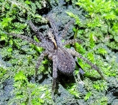 Pardosa laura