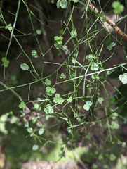 Carmichaelia australis