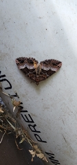Chrysolarentia lucidulata