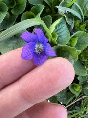Viola communis