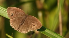 Mycalesis mineus