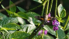 Macroglossum corythus