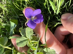 Viola communis