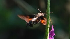 Macroglossum corythus