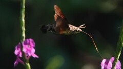 Macroglossum corythus