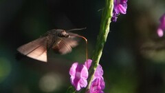 Macroglossum corythus