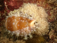 Lyncina vitellus