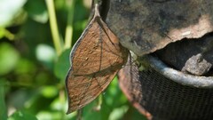 Kallima horsfieldii