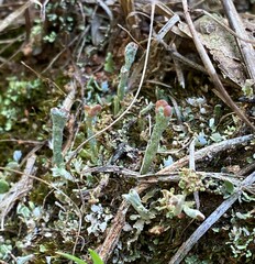 Cladonia subcariosa