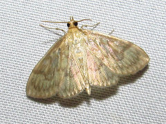 Crocidophora serratissimalis