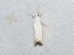 Crambus albellus