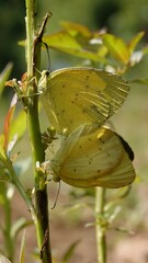 Eurema brigitta