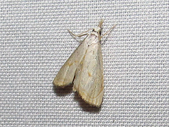 Haimbachia placidellus