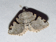 Macaria subcessaria